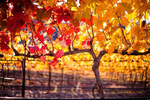 #fallcolors