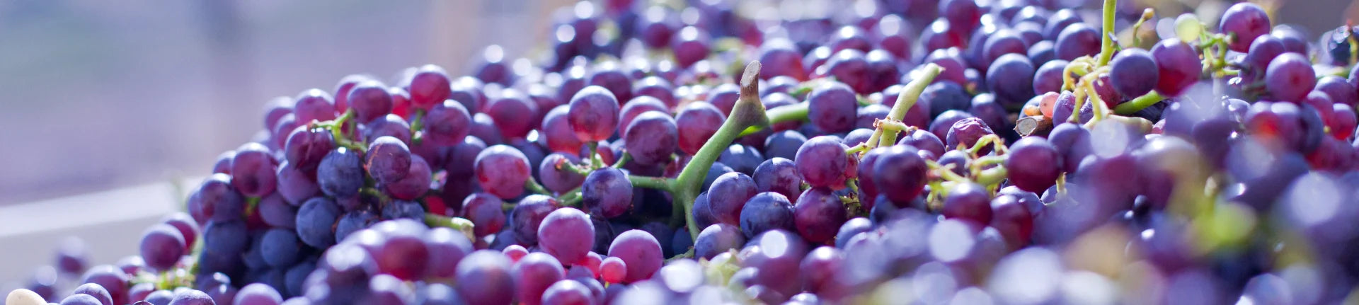 Wine Tasting header image